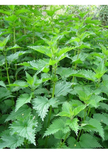 Aysenin Isırgan Tohumu Yağı / Nettle Seed Oil 50 ML.