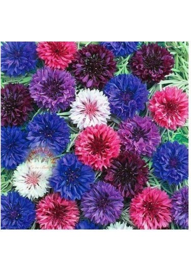 Kontur Çiçeği Tohumu Çiçek Tohumu 10 Adet Tohum