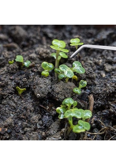 Shineyee Paslanmaz Çelik Besleme Cımbızı, Sürüngen Besleme Cımbızı, Balık, Akvaryum, Sürüngen, Yılan, Kertenkele, Örümcek Ve Kuşlar İçin Uzun Saplı B-42