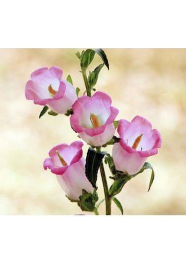 Pembe Çan Çiçeği Tohumu Ekim Seti Kadeh Çiçeği Tohumu 10 Tohum Saksı Toprak Kombin