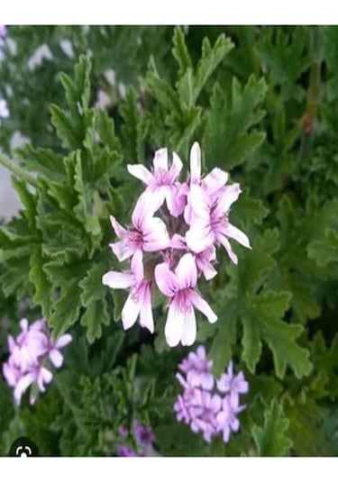 Videolu Öğretmenler Gününe Özel Itır Çiçeği 20 30 Cm 2 Adet Iç Mekan Bitkisi Pelargonium