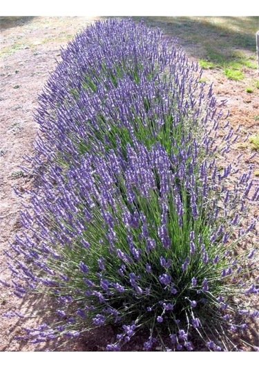 Saksıda Intermedia Lavanta Fidanı 10-20 Cm