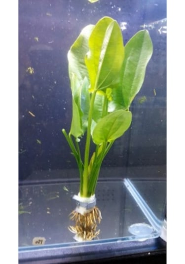 Woof Echinodorus Muricatus Sert Yapraklı Kolay Akvaryum Bitkisi