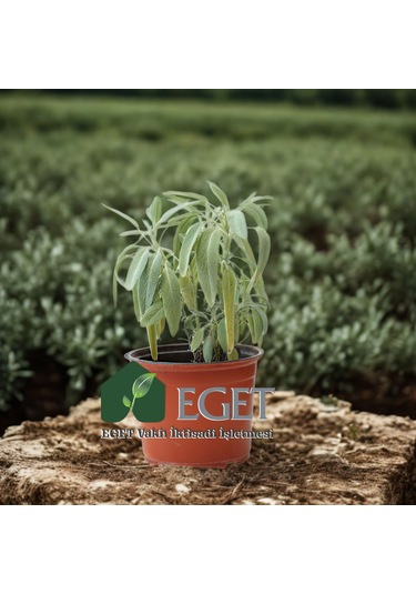 Tıbbi Adaçayı Salvia Officinalis