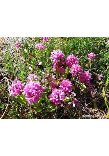 Lila Renkli Plectritis Çiçeği Tohumu 100 Tohum