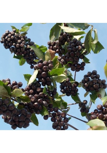 Tüplü Her Bölgeye Uygun 50 Adet Siyah Aronya Fidanı 20-40 Cm