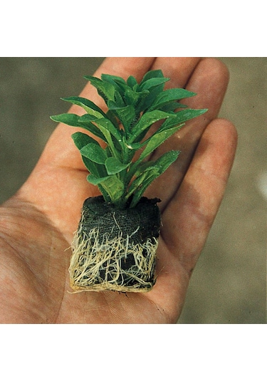 Xxl Dev Çiçeki Marbeller Salmon Orange King Küpe Çiçeği Fidesi 1 Adet