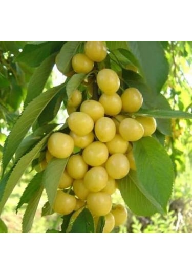 Beyaz Kiraz Starksgold Fidanı Aşılı - 2 Yaş Tüplü 100Cm