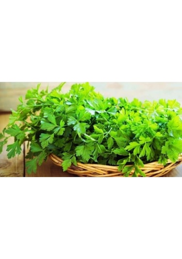 Maydanoz Tohumu Geniş Yapraklı Italyan Maydanoz Tohumu 250 Adet Tohum