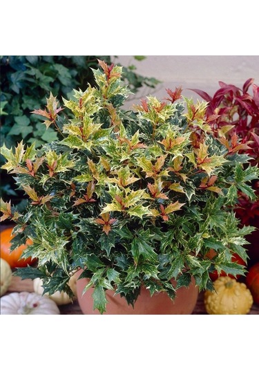 Çiçekleri Kokulu Herdem Yeşil Osmanthus Heterophyllus Tricolor Fidanı Soğuklara Dayanıklı