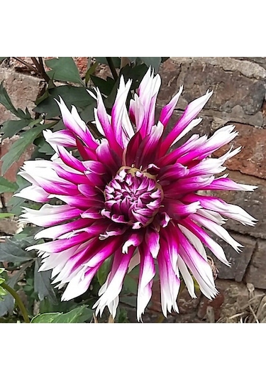 Big Jil Dahlia Yıldız Çiçeği Soğanı Yumrusu 1 Adet