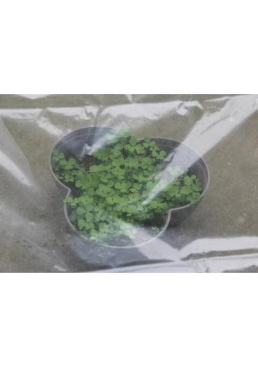 Pazly Toz Tarım Suntek Plastik Kaplama Geçirmez Filmi Film Bez 200cm-200cm Jr