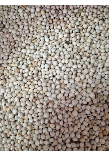 Perilla Tohumu Kuşlar İçin Beyaz Perilla Tohumu 500 Gr