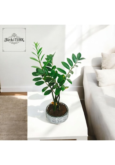Bitkitürk-ithal Zz Zamia Salon Ofis İç Mekan Hediyelik