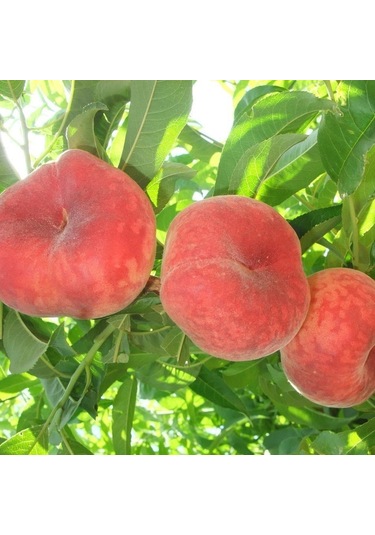 Tüplü Paraguaya Basık Yassı Domates Şeftali   Fidanı