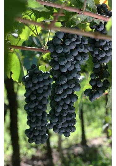 Doğaşık Siyah Merlott Üzümü Fidanı 1-2 Yaş Arası Tüplü