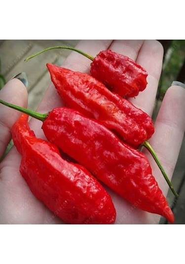 20 Adet Kırmızı Bhut Jolokia Biber Tohumu