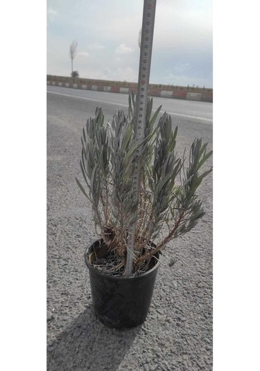 Lavanta Çiçeği Fidanı 10-20 Cm