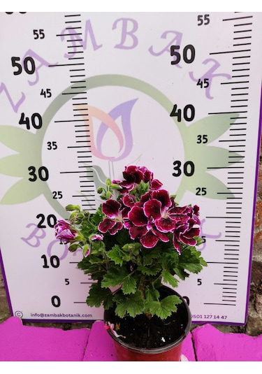 Bordo Ceylangözü Sardunya Pelargonium Domesticum - Renkli Süs Bitkisi