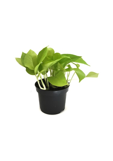 Epipremnum Aureum 'Neon' (Salon Sarmaşığı) Ø12 CM Y15-20 CM