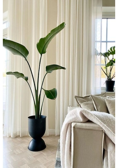 Strelitzia Starliçe 90-120 Cm Boyunda Tek Gövdeli Salon Bitkisi İç Mekan Bitkisi