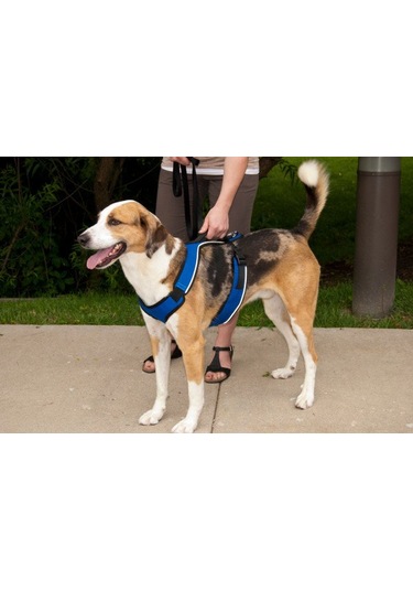 Petsafe easy 2025 sport harness