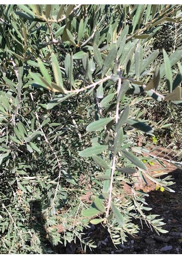 Doğal Yaşam Zeytin Yaprağı 50 G