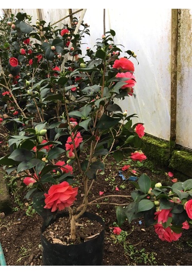 Kamelya Kırmızı 150-180 Cm