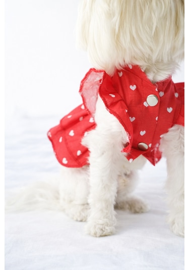 Kedi - Köpek Yazlık Pamuklu Poplin Elbise - Kıyafet - Tişört