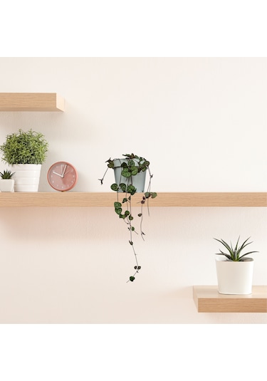 Kalp Kalbe Karşı Çiçeği Ceropegia Woodii - Beyaz Saksılı