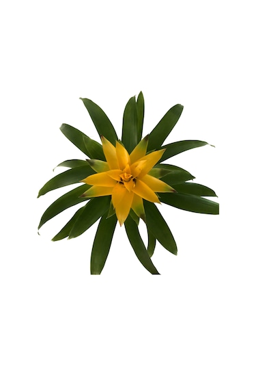 Guzmania Lingulata 'Yellow' (Guzmanya) Ø12 CM Y45-50 CM