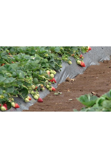 Malç Naylon Eni 130 CM 5 M Çilek Naylonu Malç Örtüsü