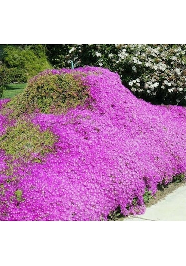 15 Adet Acem Halısı Çiçeği Tohumu