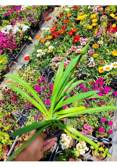 Afrika Zambağı African Lily - Beyaz Ve Kokulu Bahçe Çiçeği