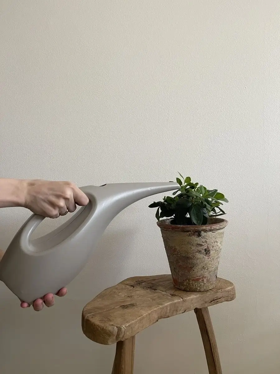 Zeytin Home İç Mekan Çiçekleri İçin Sulama Kasesi 75979411