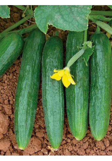 +100 Adet Oturak Hibrik Salatalık Tohumu