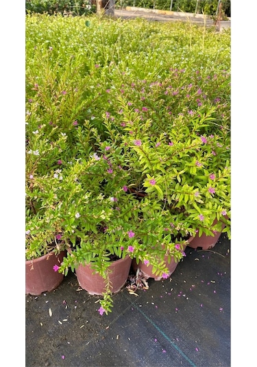 Kufeya Cennet Çiçeği Mor - Cuphea Hyssopifolia 20-30cm İç Mekan Bitkileri