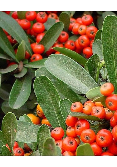 Bahçevilya 2 Yaşında Kırmızı Bodur Ateş Dikeni Fidanı