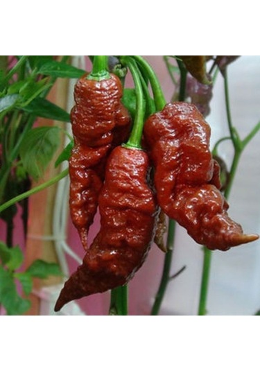 Doğal Geleneksel Leviathan Scorpion Biber Tohumu 10 Tohum