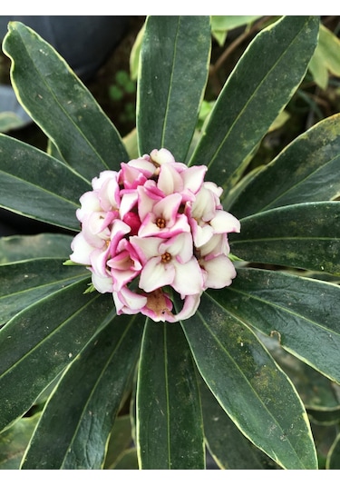 Kafkas Gülü Daphne Kokulu 20-35 Cm Tüplü