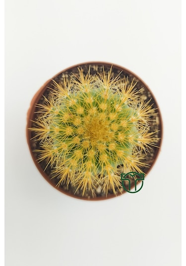 Notocactus Leninghausii 5.5 Cm Saksıda