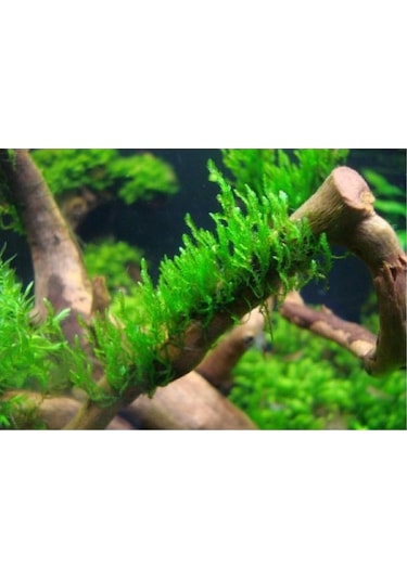 Dala Sarılı Java Moss Vesicularia Dubyana