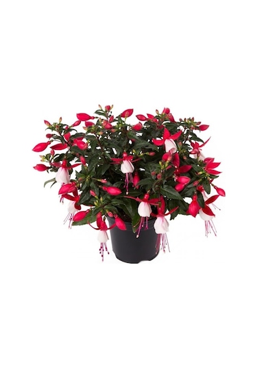 Küpeli Çiçeği Fidanı 5-15 Cm Fuchsia