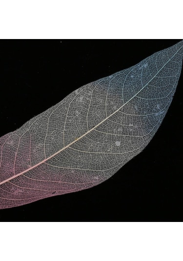 Suntek 50 Parça Doğal Manolya İskelet Yaprak Yaprak