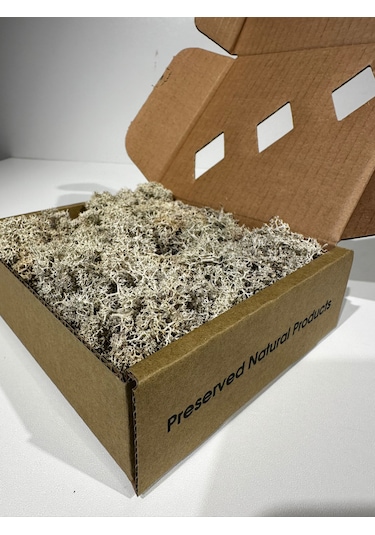 Reindermoss Şoklanmış Norveç Yosunu Terarium Yosunu Natural Green 100 Gr.