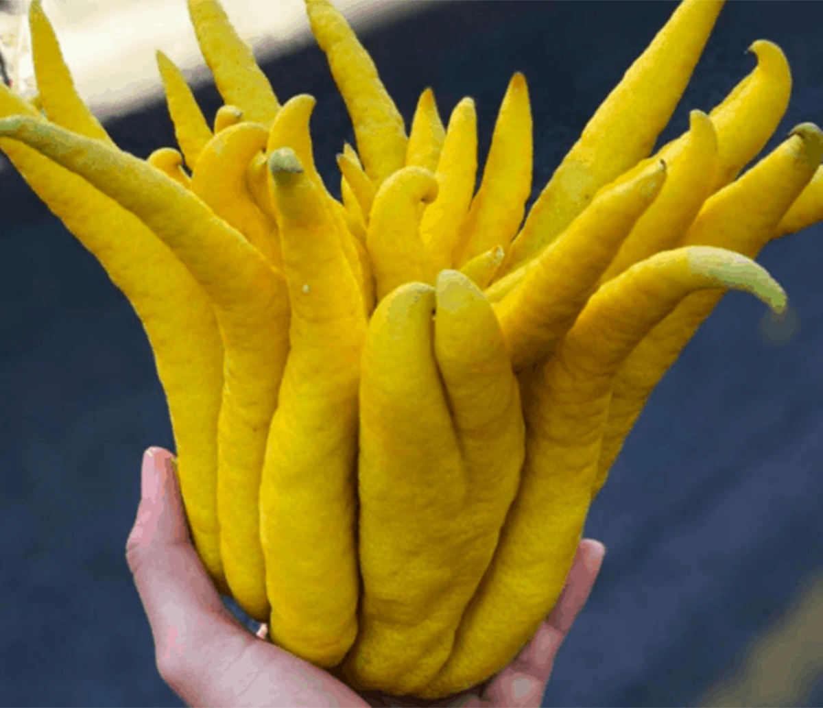 5 Yaş,saksıda,meyve Veren Budanın Eli Limon Fidanı Boy 140-160 Cm