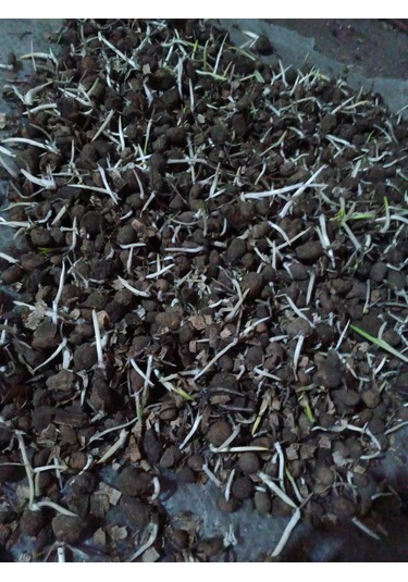 Salep Fidesi Serapies