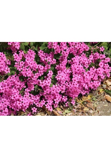2 Adet Oxalis İros Cross Çiçeği Soğanı