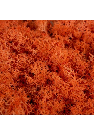 Trend Bahçe Reindeer Moss Turuncu Şoklanmış Norveç Yosunu 500 G