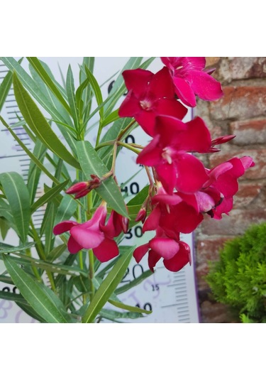Zakkum Çiçeği Nerium Oleander - Renkli Ve Dayanıklı Çiçekli Bitki